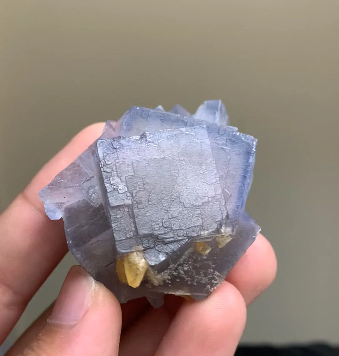 specimen video