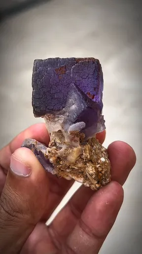 specimen video