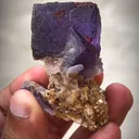 specimen video