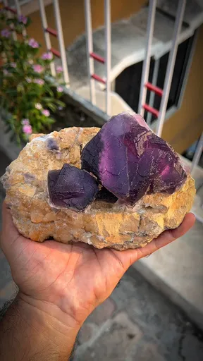 specimen video