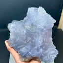specimen video
