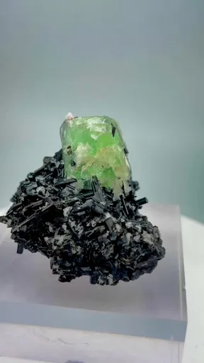 specimen video