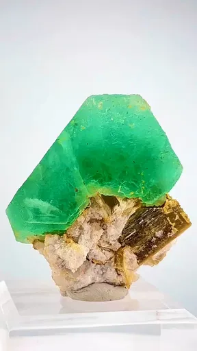 specimen video