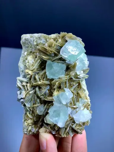 specimen video