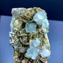 specimen video