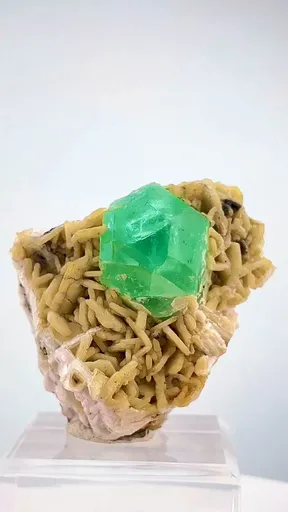 specimen video