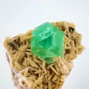 specimen video