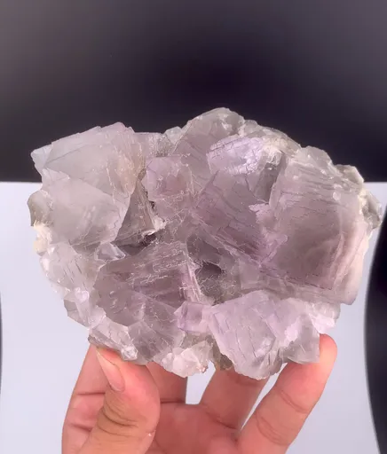 specimen video