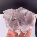 specimen video