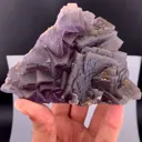 specimen video