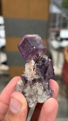 specimen video