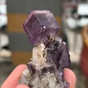 specimen video
