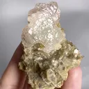 specimen video