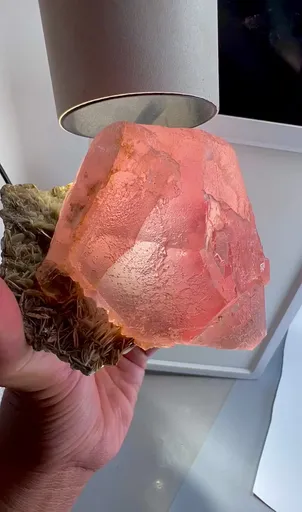 specimen video