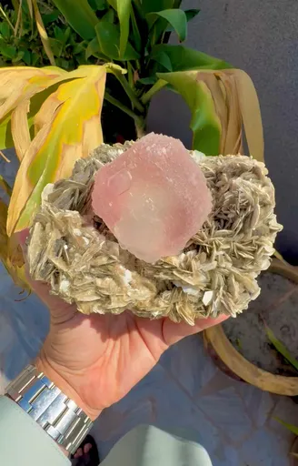 specimen video