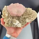 specimen video