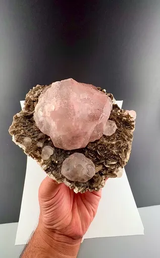 specimen video
