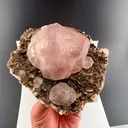 specimen video