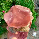 specimen video