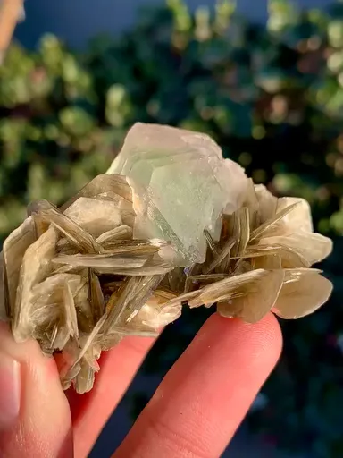 specimen video