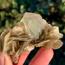 specimen video