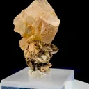 specimen video