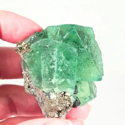 specimen video