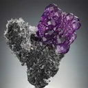 specimen video