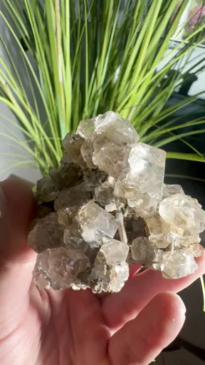 specimen video