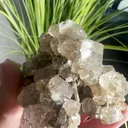 specimen video