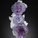 specimen video