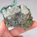 specimen video