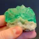 specimen video