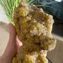 specimen video