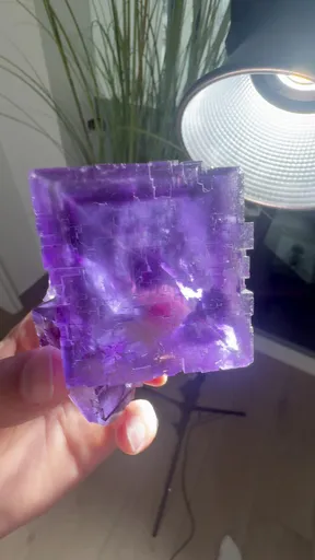 specimen video
