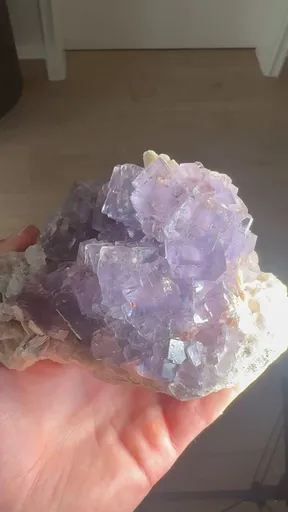 specimen video