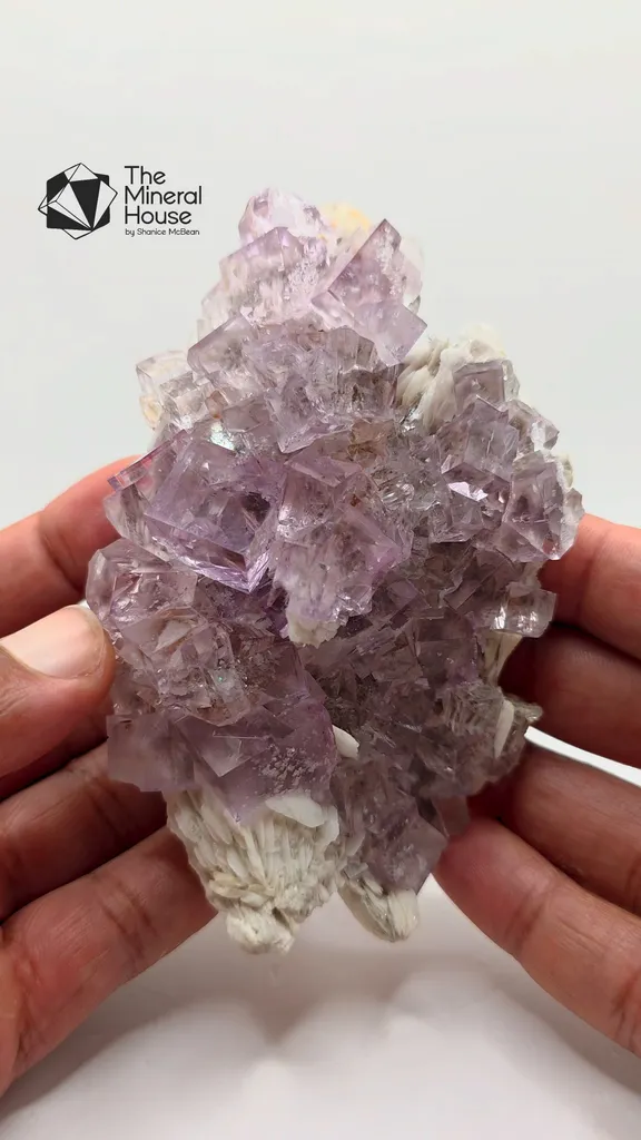 specimen video