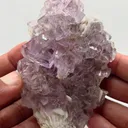 specimen video
