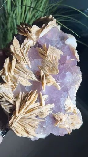 specimen video