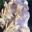 specimen video