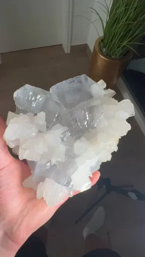specimen video