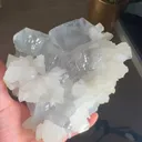 specimen video