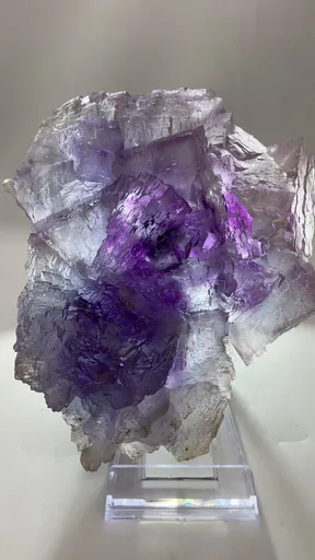 specimen video