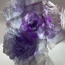 specimen video