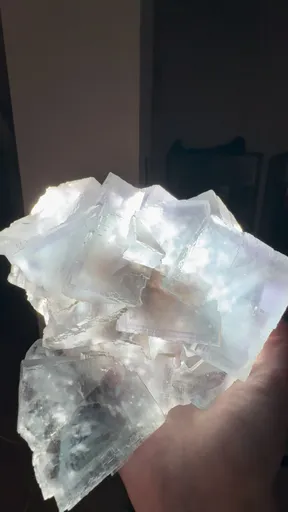 specimen video