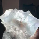 specimen video
