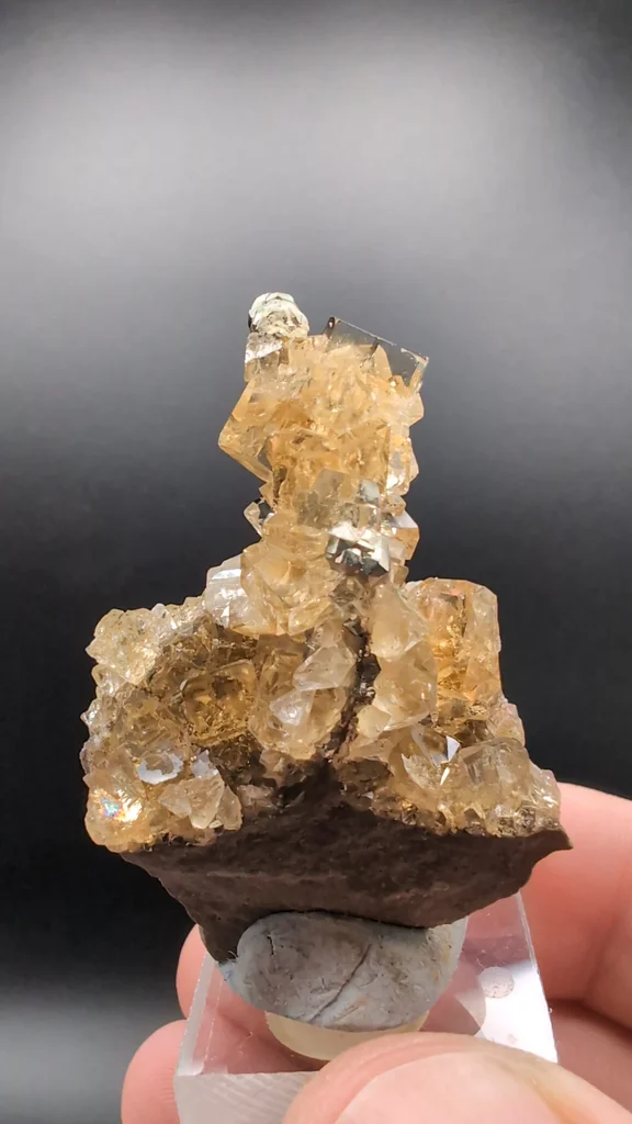 specimen video