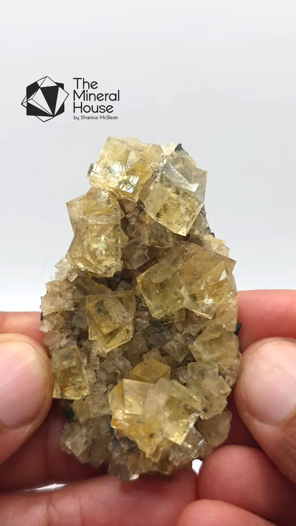 specimen video
