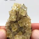 specimen video