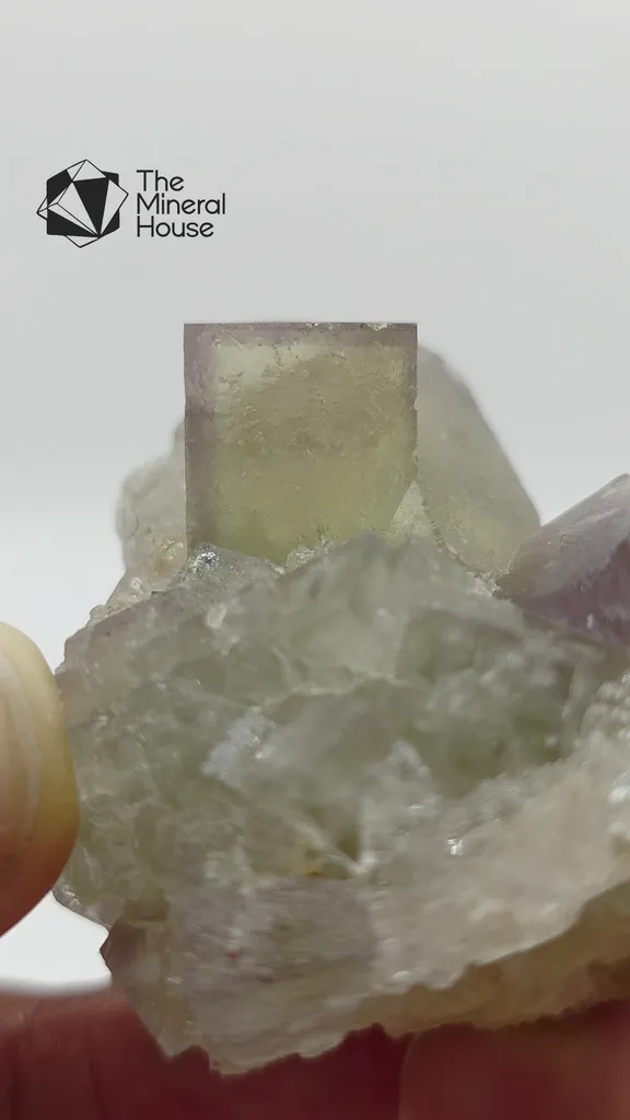 specimen video